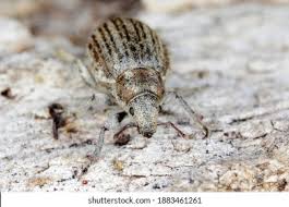 Attēlu rezultāti vaicājumam “Philopedon plagiatum”