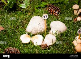 Attēlu rezultāti vaicājumam “Calvatia utriformis”