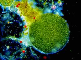 Attēlu rezultāti vaicājumam “Nostoc pruniforme macro”