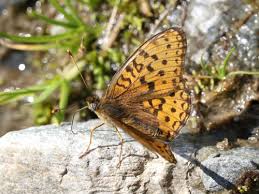 Attēlu rezultāti vaicājumam “Argynnis niobe underside”