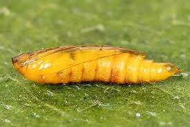 Attēlu rezultāti vaicājumam “Phyllonorycter platanoidella”