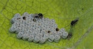Attēlu rezultāti vaicājumam “Pentatomidae eggs”