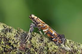 Attēlu rezultāti vaicājumam “Gracillaria syringella larva”