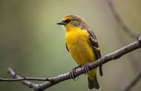 Attēlu rezultāti vaicājumam “Emberiza citrinella male”