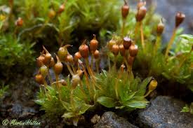 Attēlu rezultāti vaicājumam “Tortula truncata”