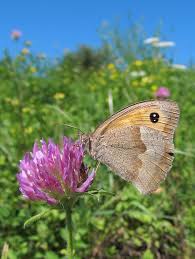 Attēlu rezultāti vaicājumam “Maniola jurtina female”