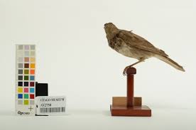 Image result for Turdus ruficollis