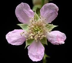Image result for Rubus sectio