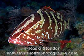 Image result for Epinephelus striatus