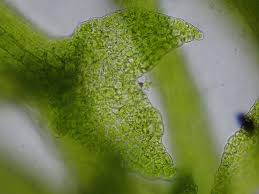 Attēlu rezultāti vaicājumam “Cephaloziella elachista macro”