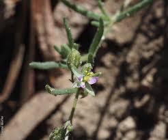 Attēlu rezultāti vaicājumam “Spergularia marina leaf”