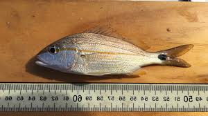 Image result for Haemulon plumierii