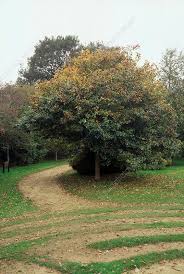 Attēlu rezultāti vaicājumam “Crataegus persimilis”