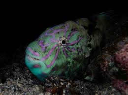 Image result for Calotomus carolinus