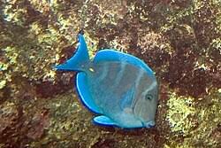 Image result for Acanthurus coeruleus