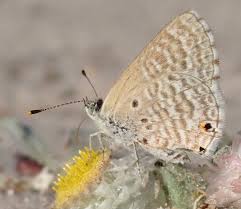 Attēlu rezultāti vaicājumam “Lycaeniinae”