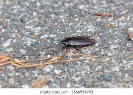 Image result for periplaneta americana