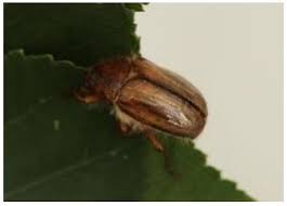 Attēlu rezultāti vaicājumam “Amphimallon solstitiale imago”