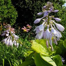 Image result for Hosta sieboldiana 'Elegans'