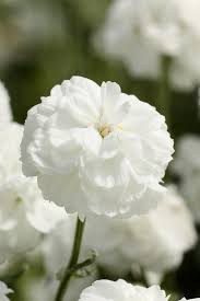 Attēlu rezultāti vaicājumam “Achillea ptarmica fruit”