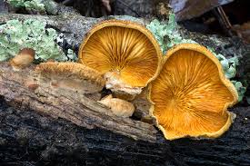 Attēlu rezultāti vaicājumam “Phyllotopsis nidulans”