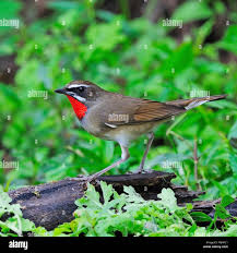 Image result for Luscinia calliope