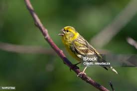 Image result for Serinus serinus