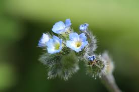 Attēlu rezultāti vaicājumam “Myosotis ramosissima flower”