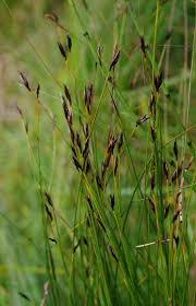 Attēlu rezultāti vaicājumam “Schoenus ferrugineus flower”