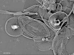 Attēlu rezultāti vaicājumam “Tubifera sp.”