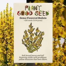 Image result for Verbascum densiflorum