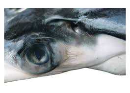 Image result for Mobula thurstoni