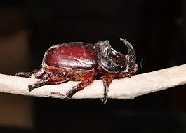 Attēlu rezultāti vaicājumam “Oryctes nasicornis male”