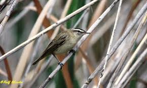 Attēlu rezultāti vaicājumam “Acrocephalus schoenobaenus adult”