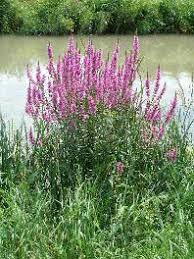 Image result for Blutweiderich