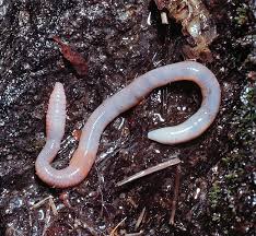 Attēlu rezultāti vaicājumam “Lumbricus terrestris”