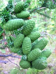 Attēlu rezultāti vaicājumam “Abies”