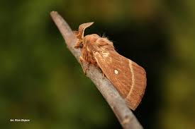 Attēlu rezultāti vaicājumam “Lasiocampa trifolii male”