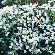 Attēlu rezultāti vaicājumam “Andromeda polifolia leaf”