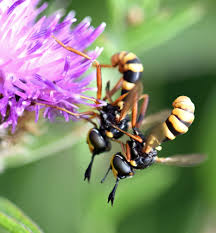 Attēlu rezultāti vaicājumam “Conopidae”