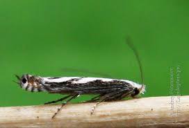 Attēlu rezultāti vaicājumam “Lyonetia prunifoliella”