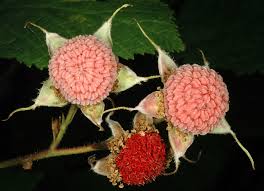 Attēlu rezultāti vaicājumam “Rubus parviflorus”