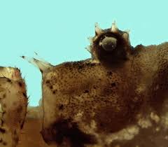 Attēlu rezultāti vaicājumam “Lophopilio palpinalis”