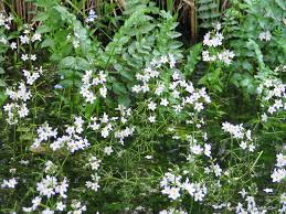 Attēlu rezultāti vaicājumam “Hottonia palustris leaf”