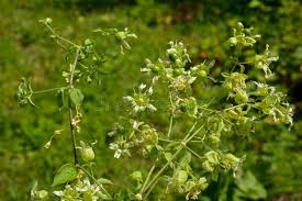 Attēlu rezultāti vaicājumam “Silene baccifera flower”