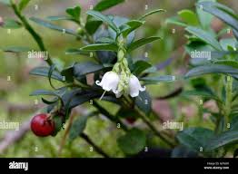 Attēlu rezultāti vaicājumam “Vaccinium vitis-idaea fruit”