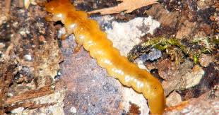 Attēlu rezultāti vaicājumam “Pyrochroidae larva”
