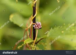 Attēlu rezultāti vaicājumam “Cuscuta europaea flower”