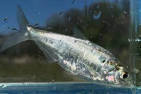 Image result for Dorosoma cepedianum