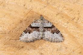 Attēlu rezultāti vaicājumam “Xanthorhoe designata”